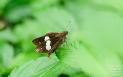 Notocrypta