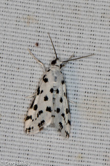 Eustixia pupula