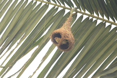 Ploceus philippinus