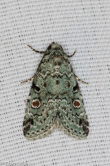 Maliattha concinnimacula