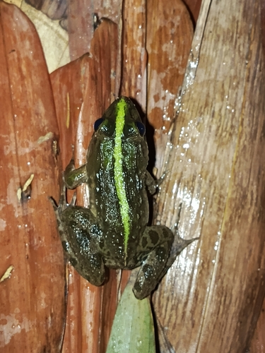 Fejervarya limnocharis