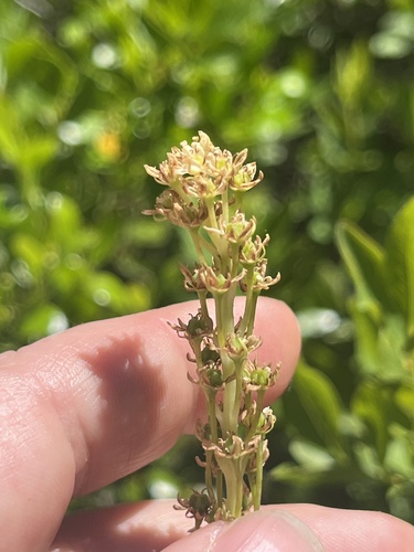 Xerophyllum asphodeloides, photograph 2