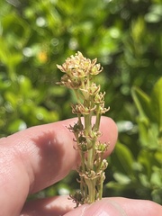author not stated, no rights reserved Xerophyllum asphodeloides, photograph author not stated, no rights reserved