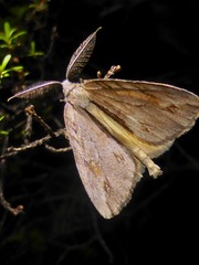 Pseudocoremia lupinata