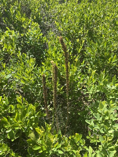 Xerophyllum asphodeloides, photograph 3