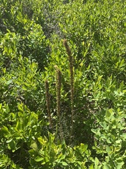 author not stated, no rights reserved Xerophyllum asphodeloides, photograph author not stated, no rights reserved