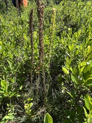 author not stated, no rights reserved Xerophyllum asphodeloides, photograph author not stated, no rights reserved