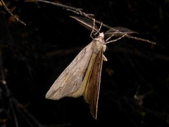 Pseudocoremia lupinata