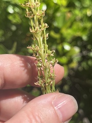 Xerophyllum asphodeloides, photograph author not stated, no rights reserved