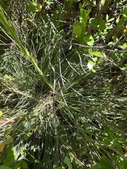 author not stated, no rights reserved Xerophyllum asphodeloides, photograph author not stated, no rights reserved