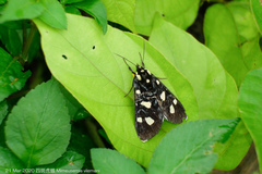 Mimeusemia vilemani