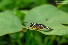 Mimeusemia vilemani