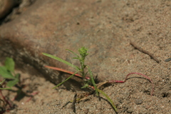 Corispermum elongatum