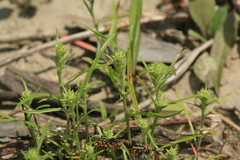 Corispermum elongatum