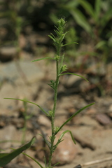 Corispermum elongatum