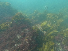 Goniistius rubrolabiatus