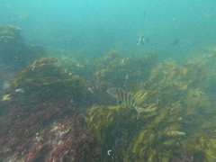 Goniistius rubrolabiatus