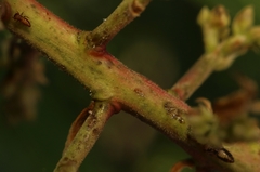 Idioscopus nitidulus