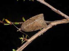 Planotortrix notophaea