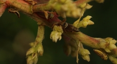 Idioscopus nitidulus