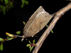 Planotortrix notophaea