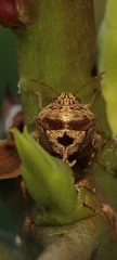 Menida