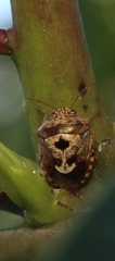 Menida