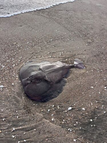Atlantic electric ray (Tetronarce nobiliana) — Torpedinidae — 2