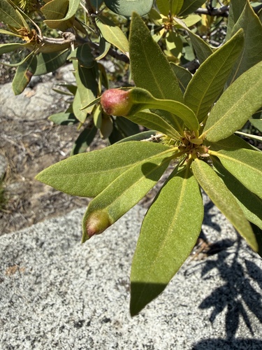 iNaturalist observation photo of Chrysolepicynips juliae