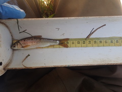 Labeobarbus marequensis