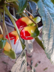 Impatiens niamniamensis
