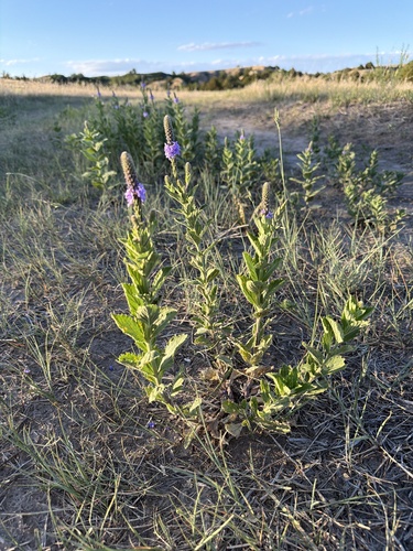 hoary vervain
