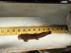 Amphilius uranoscopus