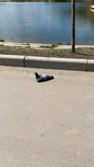 Columba livia domestica