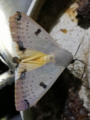 Ophiusa parcemacula