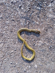 Fowlea piscator