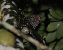 Otus lempiji