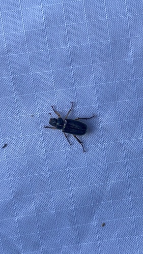 iNaturalist observation photo of Dichelonyx