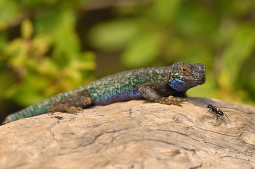 iNaturalist observation photo of Western Fence Lizard