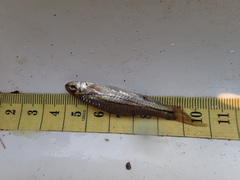 Enteromius bifrenatus