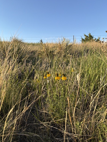 upright prairie coneflower