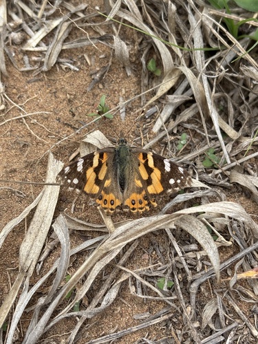 Australian Painted Lady