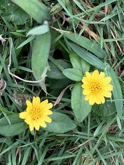 Sphagneticola calendulacea