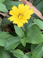 Sphagneticola calendulacea