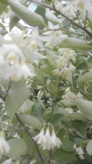 Styrax officinalis