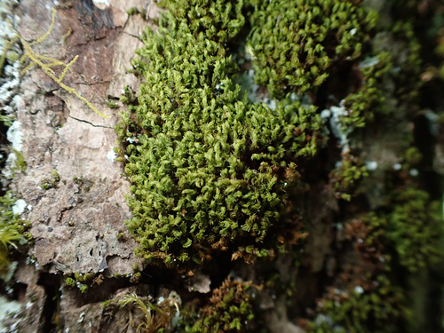 Zygodon rupestris observed 2026-06-18