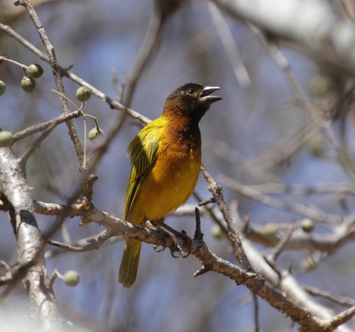 Salvadori's Weaver (Ploceus dichrocephalus) · iNaturalist