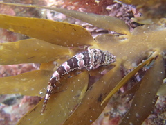 Gastroscyphus hectoris