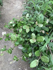 Elaeagnus formosana