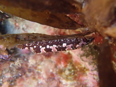 Gastroscyphus hectoris